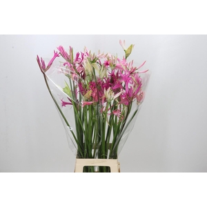 Nerine Mix