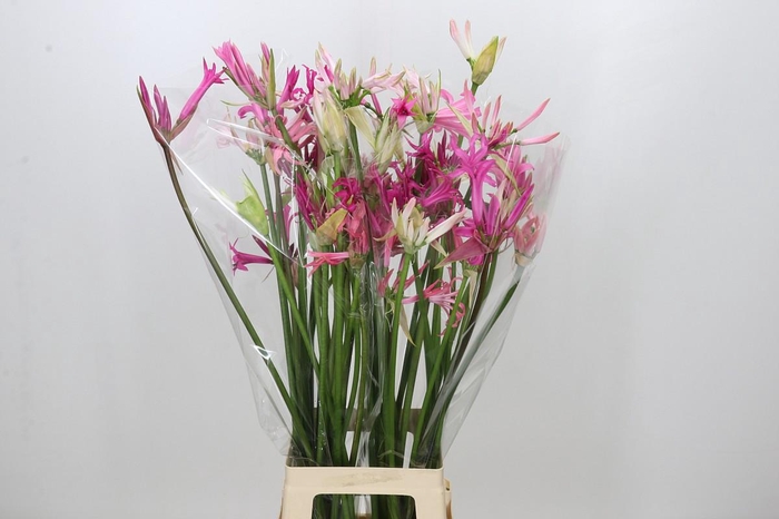<h4>Nerine Mix</h4>