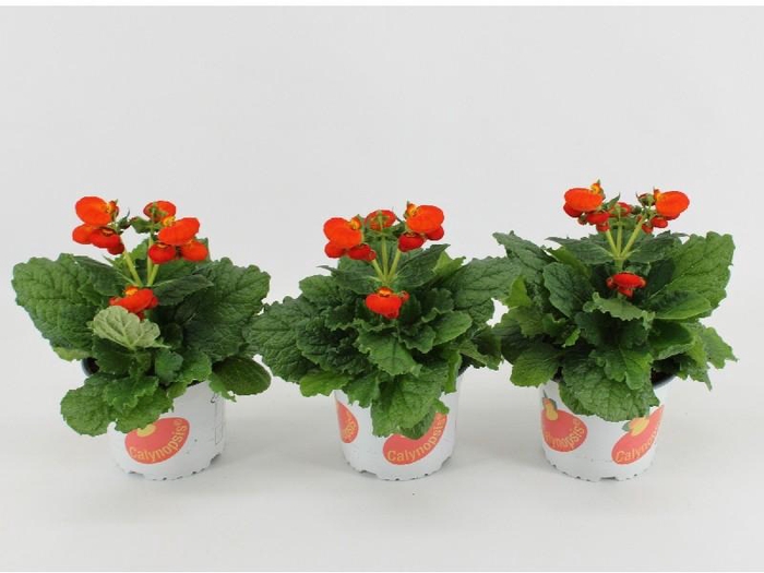 Calceolaria Calynopsis oranje
