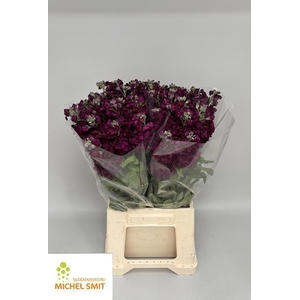 MATTH AIDA PURPLE