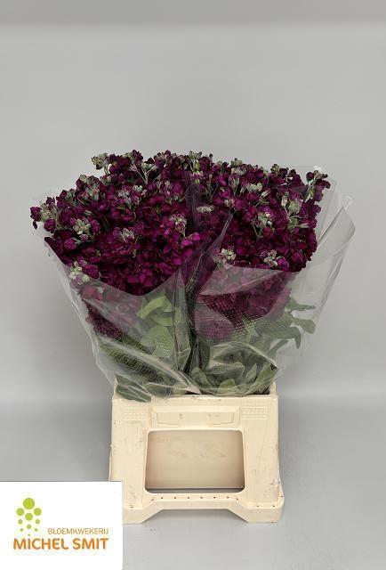 <h4>MATTH AIDA PURPLE</h4>