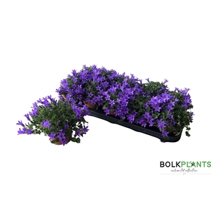 CAMP PORTENSCHLAGIAN