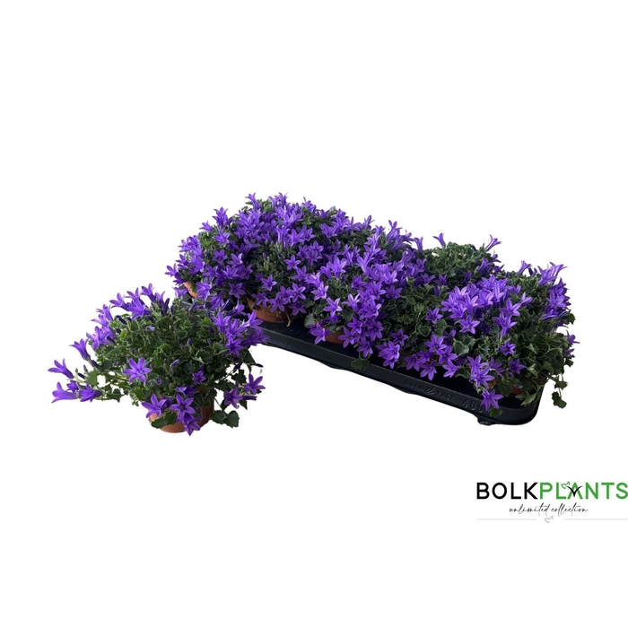 <h4>CAMP PORTENSCHLAGIAN</h4>