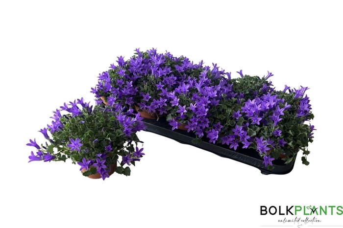 CAMP PORTENSCHLAGIAN