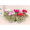 Cyclamen Super Serie Silverblad Mix