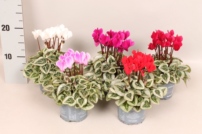 Cyclamen Super Serie Silverblad Mix