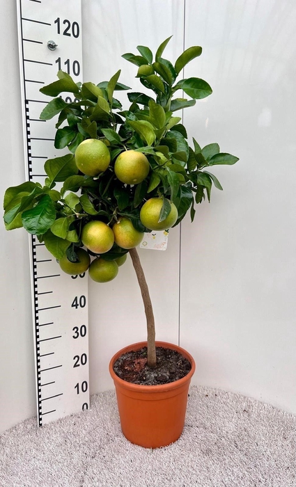 <h4>Citrus paradisi Grapefruit on stem</h4>