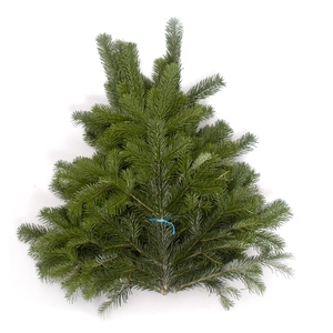 Abies nord. 400-500 g