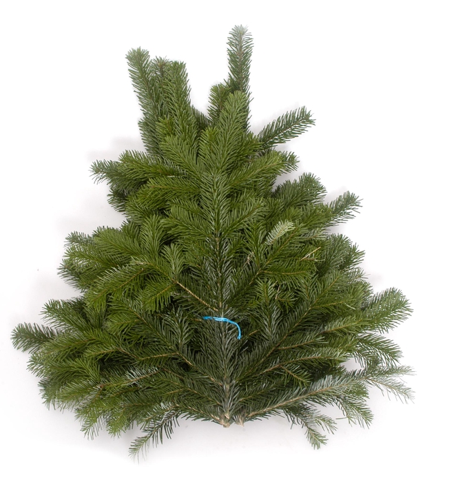 <h4>Abies nord. 400-500 g</h4>