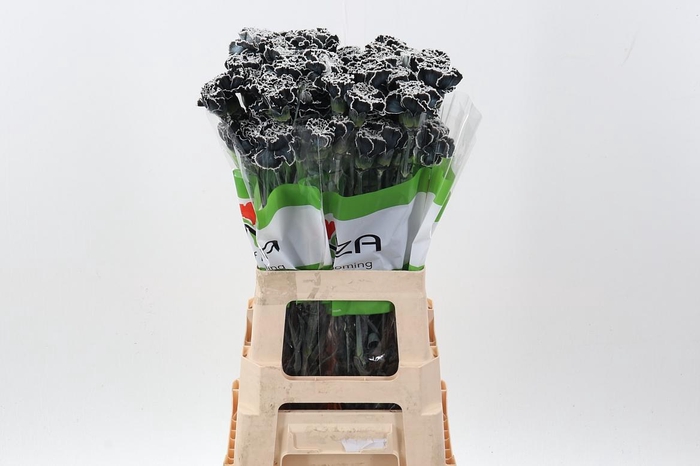 <h4>Di St Tinted Black</h4>