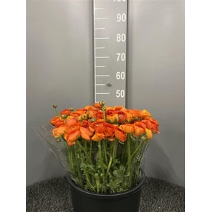 Ran Eleg Dark Orange