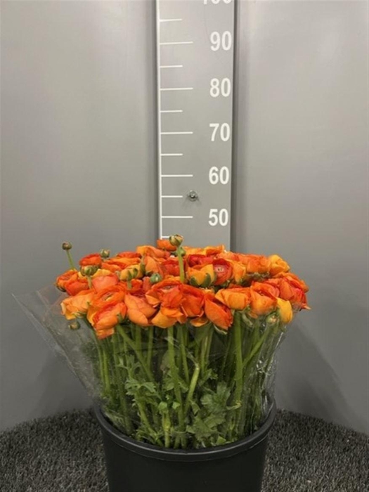 <h4>Ran Eleg Dark Orange</h4>