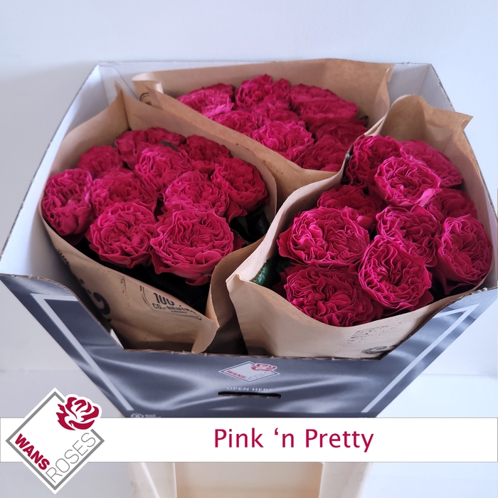 <h4>R GR PINK N PRETTY</h4>