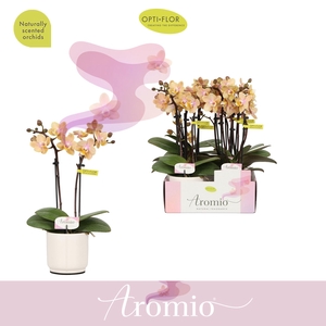 Aromio Mineral 2 spike in Piemonte White