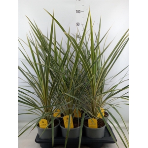 Cordyline austr. 'Variegata'