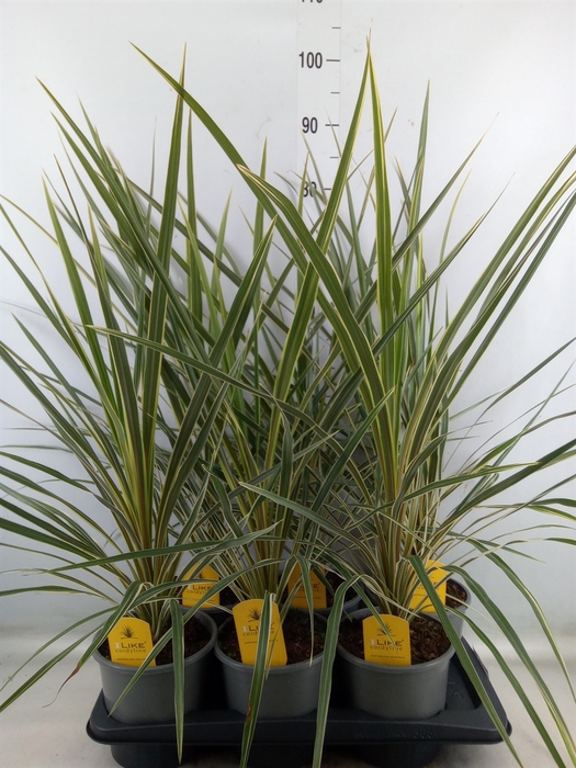 <h4>Cordyline austr. 'Variegata'</h4>