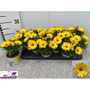Osteospermum Margarita Yellow