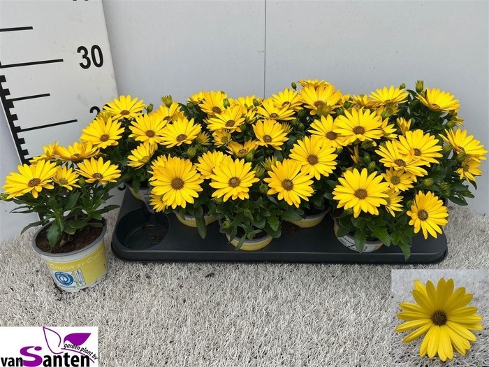<h4>Osteospermum Margarita Yellow</h4>