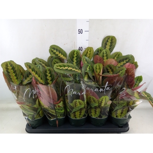 Maranta leuc. 'Fascinator'