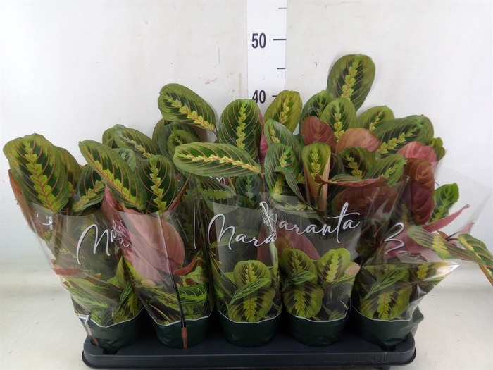 <h4>Maranta leuc. 'Fascinator'</h4>