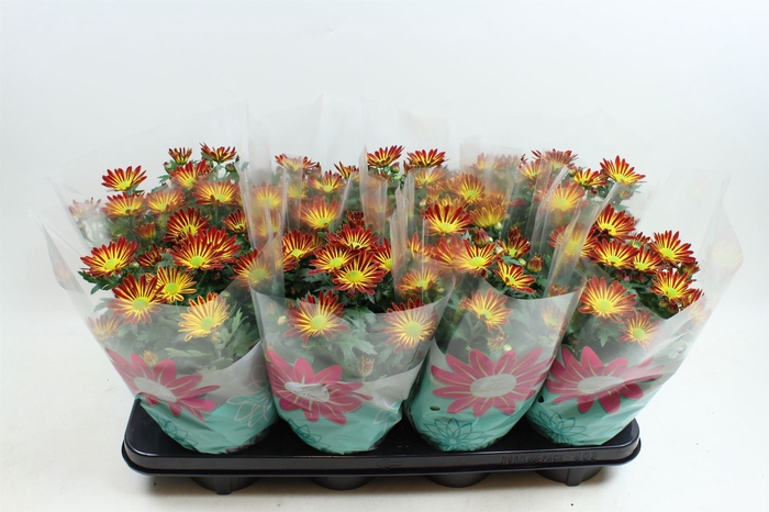 <h4>Chrysanthemum Rainbow Circus</h4>