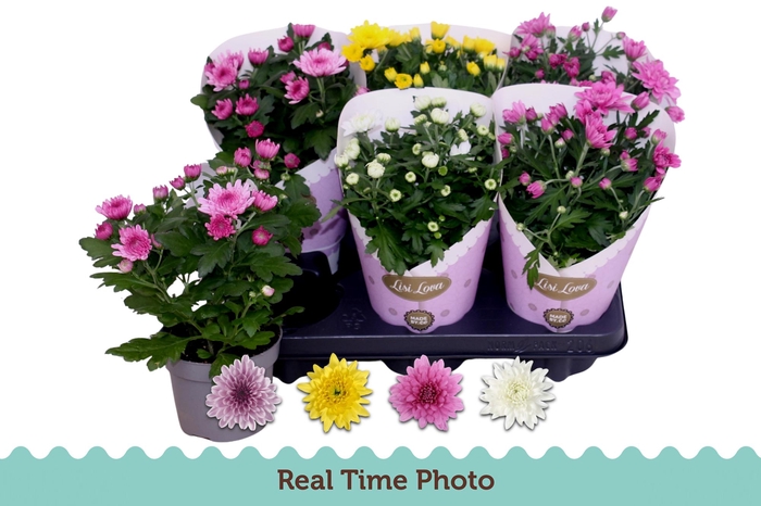 <h4>CHRYS GEVULDBL GEM</h4>