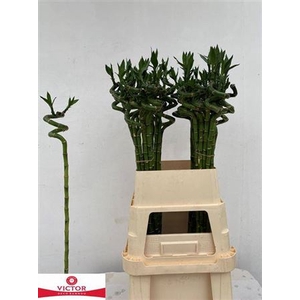 Drac Lucky Bamboo