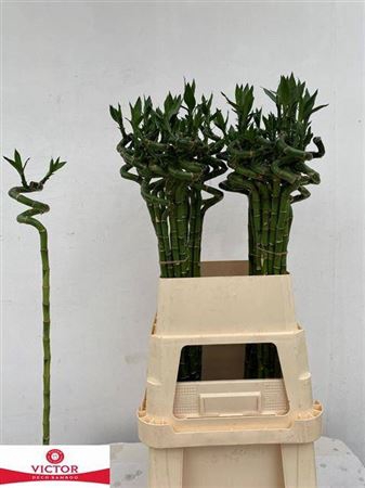 <h4>Drac Lucky Bamboo</h4>