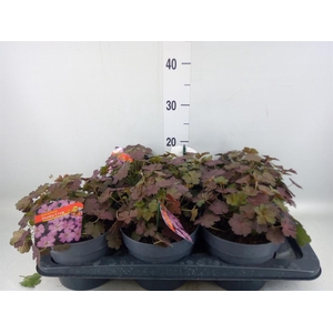 Geranium   ...