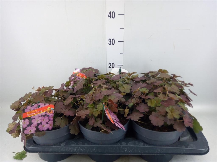 <h4>Geranium   ...</h4>