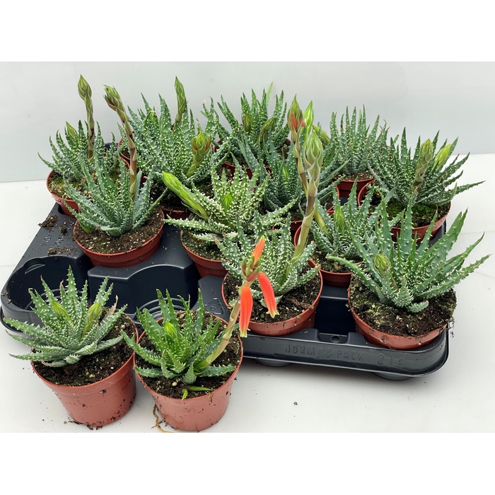 <h4>ALOE HUMILIS</h4>
