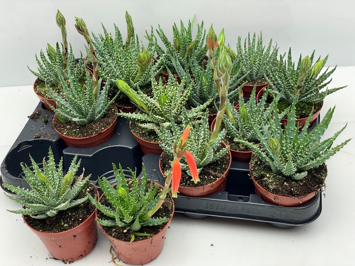 <h4>ALOE HUMILIS</h4>