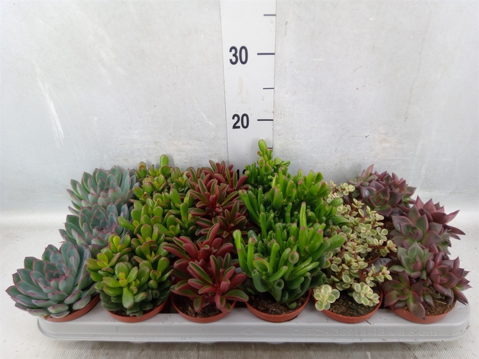 <h4>Succulents   ...</h4>