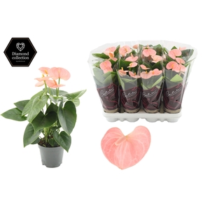 Anthurium 9 cm Spirit in Couture Diamond Line Purple sleeve