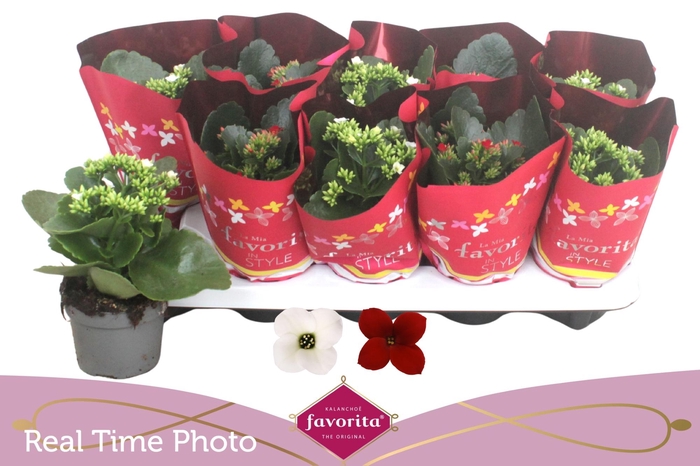 <h4>KAL EN GEM 2 KL</h4>