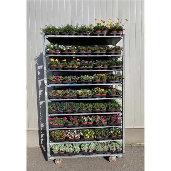 <h4>Plantes Anuelles</h4>