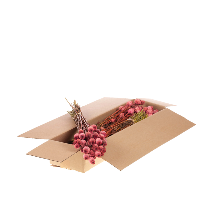 <h4>Papaver Sb Pink</h4>