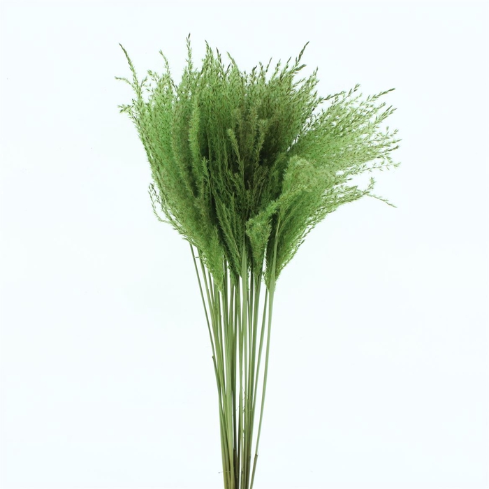 Dried Stipa Feather Apple Green