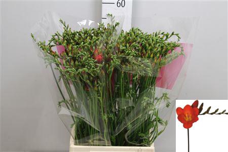 <h4>Fr En Red Passion</h4>