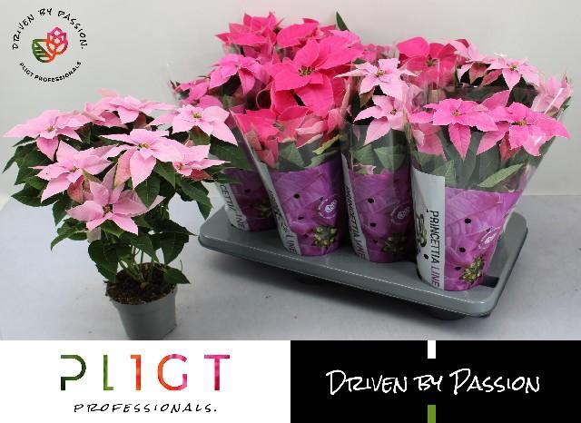 <h4>EUPHOR P PRI GEM</h4>