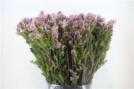 <h4>ERICA ROSE DUBBEL</h4>
