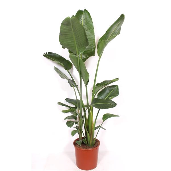 <h4>Strelitzia nicolai</h4>