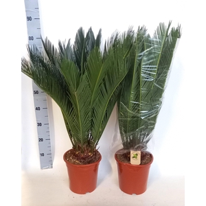 CYCAS REVOLUTA