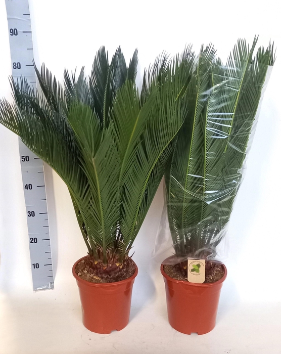 <h4>CYCAS REVOLUTA</h4>