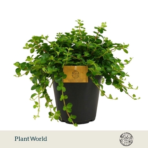 Peperomia Rotundifolia 15cm
