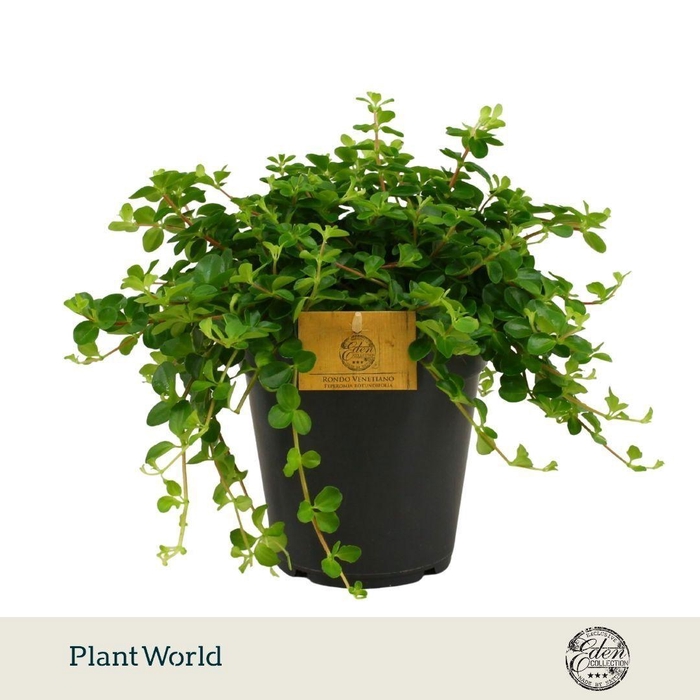 <h4>Peperomia Rotundifolia 15cm</h4>
