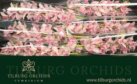 <h4>Cymb T Joal</h4>