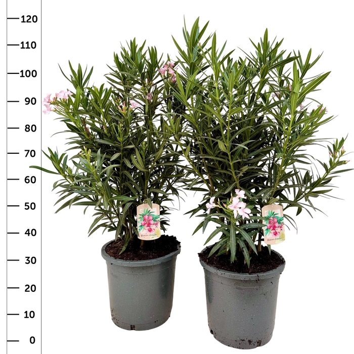 <h4>NERI OLEANDER</h4>