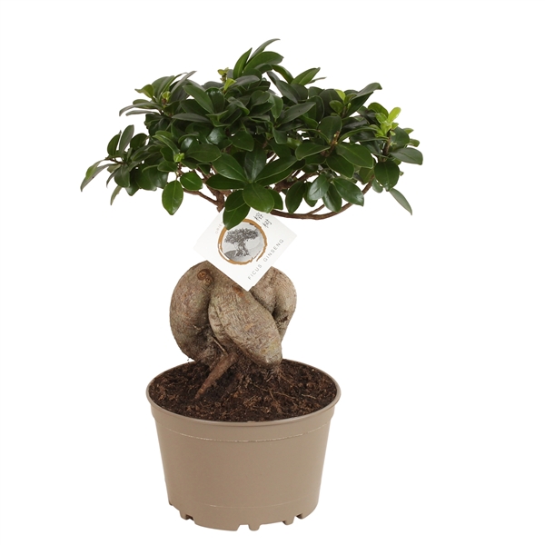<h4>Ficus m. Ginseng pot ø18cm Carbon Free pot</h4>