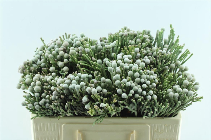 <h4>Kaaps Silver Brunia</h4>